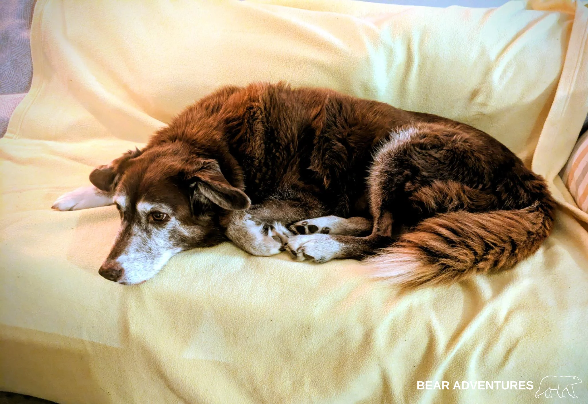 A Haven By A 24-hour Vet 🐾 photo 1